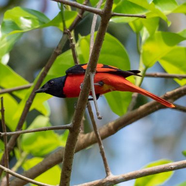 Scarlet Minivet