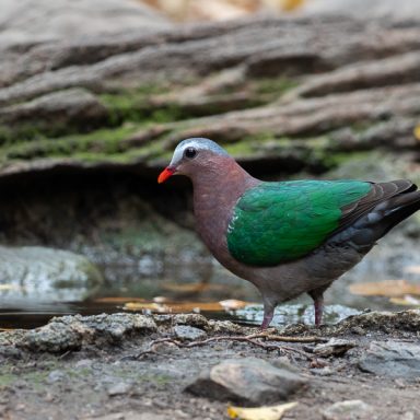 Asian Emerald Dove