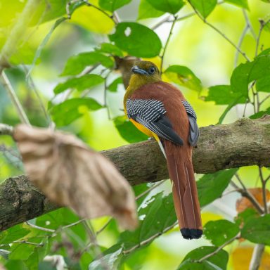 Orange Trogon