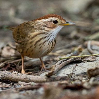 Puff-throated Babbler